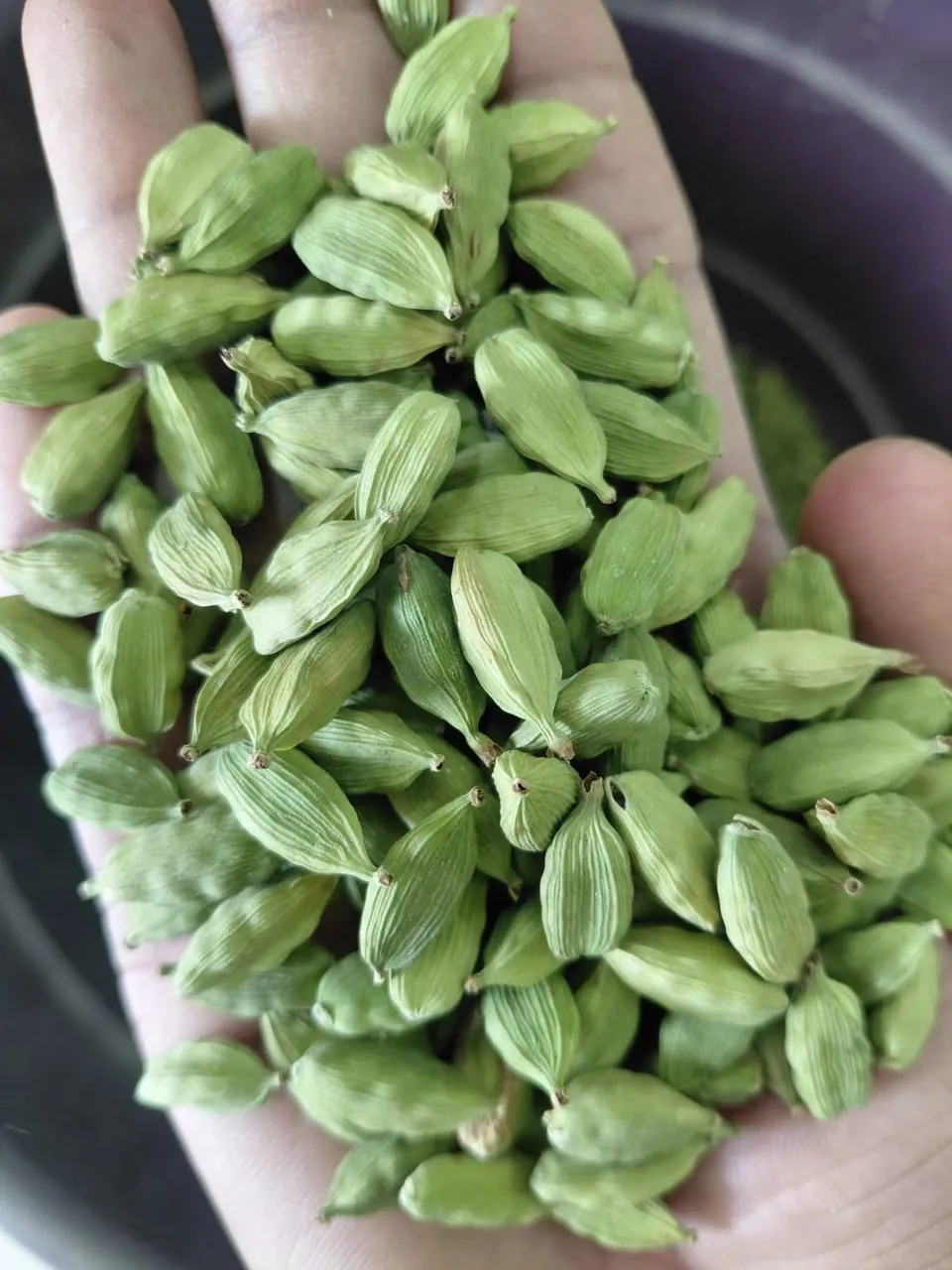 Bold green cardamom pods held in hand